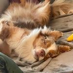Luke - @luke.ernest.skybarker - Instagram
