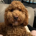 Ernest Middleton Ross🐶❤️ - @ernie.dearest - Instagram