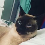 Ernest, Estelle and Milo - @ernest_pickle - Instagram