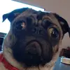 THE PUG MASTER - @ernestmoreno825 - TikTok