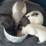 🐀 Frank Ernest Foggy Murdock 🐁 - @rat_mates - Instagram