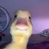 Ernesto jop - @ernestochoa3 - TikTok