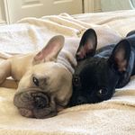 𝓐𝓭𝓿𝓮𝓷𝓽𝓾𝓻𝓮𝓼 𝓸𝓯 𝓞𝓵𝓲𝓿𝓮 𝓪𝓷𝓭 𝓔𝓻𝓷𝓮𝓼𝓽 - @olive_and_ernest - Instagram