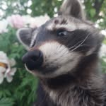 Ернест, Ракєта, Ґрут - @ernest_rocket_groot - Instagram