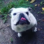 Ernestro - @ernestro_the_english_bulldog - Instagram