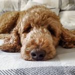 Ernest Royal - @monsieur_ernest_royal - Instagram