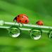 Ernestine Schaefer - Facebook