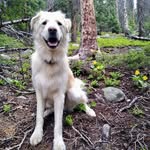 Ernest Shackleton - @ernestshackleton_dogexplorer - Instagram