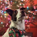 Ernest Shackleton the Dog - @the_real_ernestshackleton - Instagram