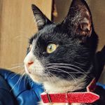 Sir Ernest Shackleton - @sir_ernest_the_cat - Instagram