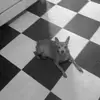 ernestsutton463 - @ernestsutton463 - TikTok
