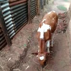 Ernest Waswa - Facebook
