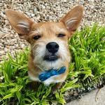 Ernest - @ernest_the_wild_one - Instagram
