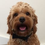 Ernest William Hart (Ernie) - @ernie_bernie_cavoodle - Instagram