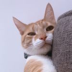 Ernest Winston David Bowie - @el_gato_de_bowie - Instagram