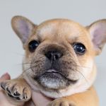Winston Ernest Jr - @winstonernestthefrenchie - Instagram