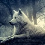 Ernest Wolf - @ernest_wolf_the_best - Instagram