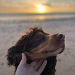 Mr Ernest Wolf - @flyingernest - Instagram