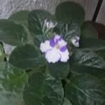 Ernestina Cano Zarate - @ernestinacanozarate - Instagram