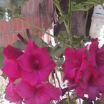 Ernestina Quilca Cano - @tina_19.70 - Instagram