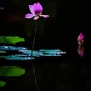 haleywernestinei - @haleywernestinei - TikTok