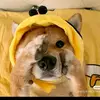 Ernestine Nelson - @ernestine.nelson - TikTok