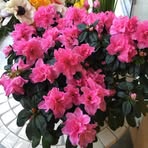 Ernestine Pena - Facebook