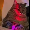 ernestinerivera6 - @ernestine.rivera0 - TikTok