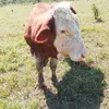 Ernesto Andres - @ernesto.andres0 - TikTok