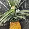 ernestocobos705 - @ernestocobos705 - TikTok