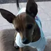 ernestoevora - @santi12100 - TikTok