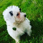Ernesto Han - @han.ernesto - Instagram