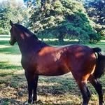 ernesto horacio perasso - @ernestohoracioper - Instagram
