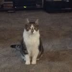 Ernesto Jackson - @that_fine_cat - Instagram
