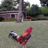 Saúl Ernesto Llano Llangoa - @sal.ernesto.llano - TikTok