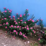 Ernesto Pelaez - Facebook