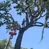 Pelaez Tree Services - @ernestopelaez2001 - TikTok