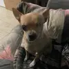 Paquito!! - @rubenernestogonza - TikTok