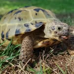 Ernie Cox-Ball - @ernie_the_horsefield_tortoise - Instagram