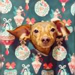 Ernie Barr - @ernie_the_chiweenie - Instagram