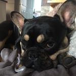 Ernie Thorin Barton - @erniebartonthefrenchie - Instagram