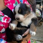Ernie Benjamin - @erniethebernie21 - Instagram