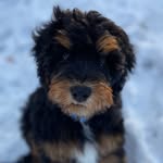 Ernie Banks Bennett - @ernietheberniebanks - Instagram