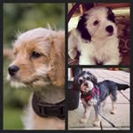 BRUCE, ERNIE and ELSIE - @bruceernieelsie - Instagram