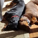 Carson and Ernie - @carson_ernie_the_dachshunds - Instagram