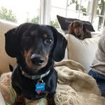 Ernie and Carson - @ernie_carson_the_hotdogs - Instagram