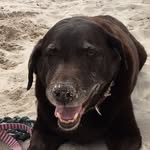 @lacey_carson_ernie_critters - Instagram