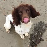 Ernie Corbett - @ernie_the_spaniel_ - Instagram