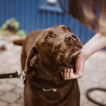 Drake & Ernie - @drake.and.ernie - Instagram