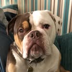 Ernie Fitzpatrick - @erniefitzbulldog - Instagram